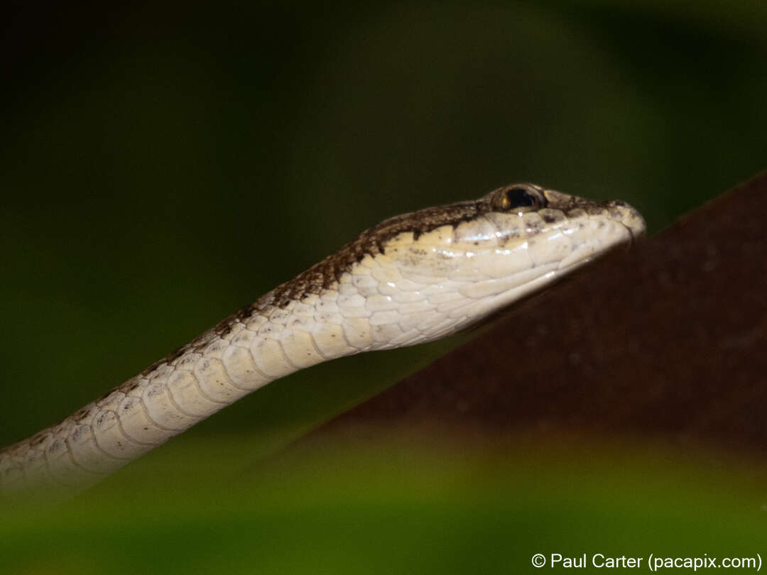 Image of Brown Whip Snake