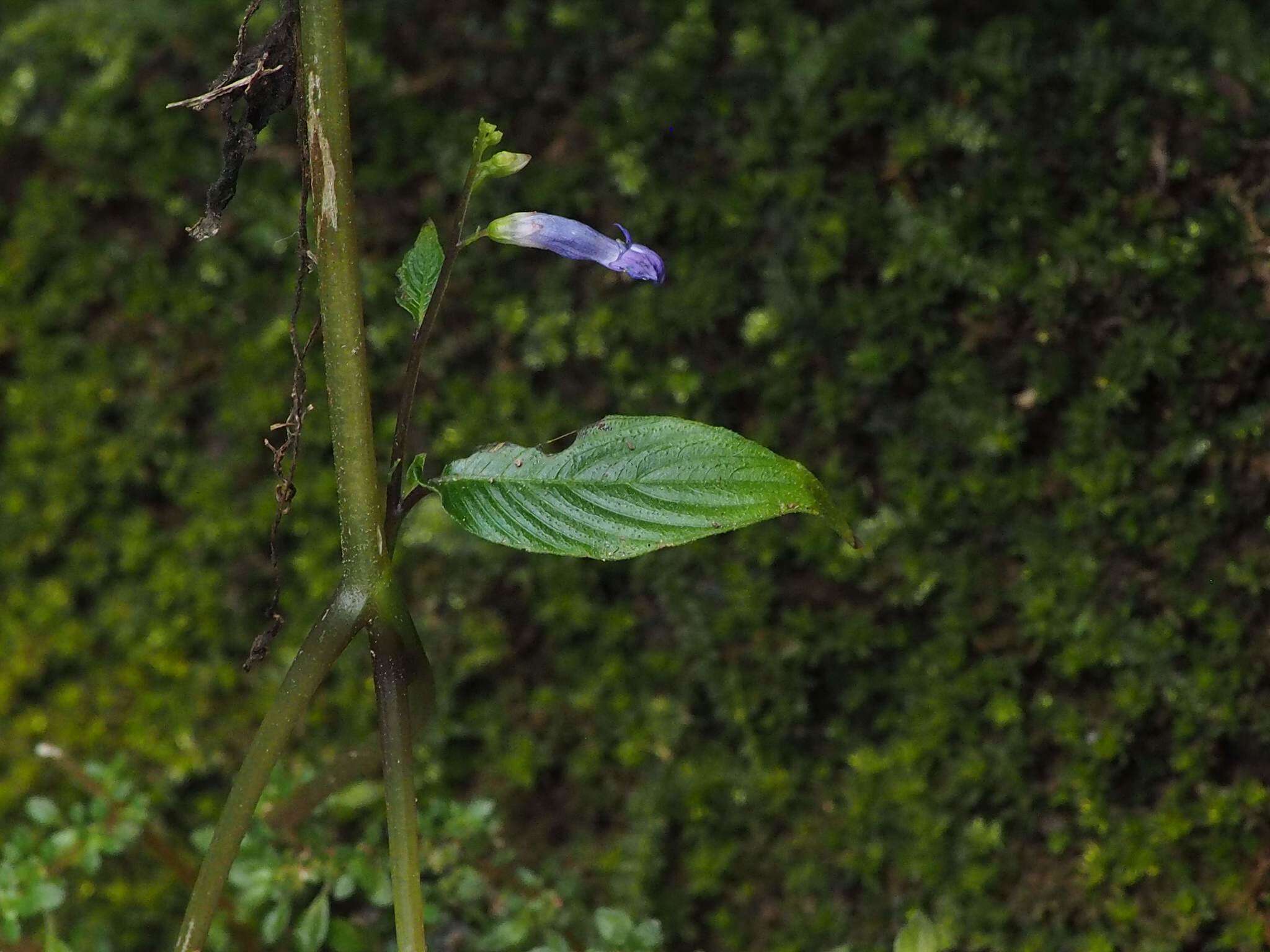 Imagem de Rhynchoglossum obliquum Blume