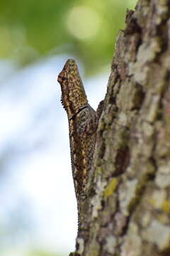 Image of Spiny lava lizard