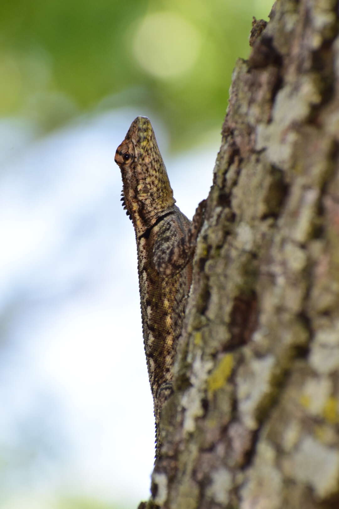 Image de Tropidurus spinulosus (Cope 1862)