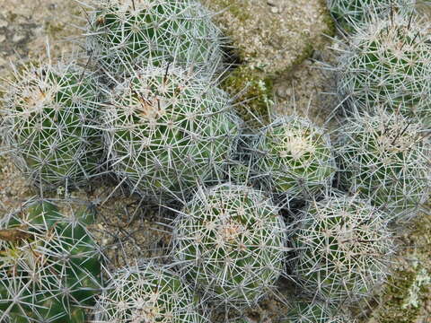 Image of Coryphantha clavata (Scheidw.) Backeb.