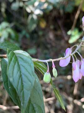 Polygala galpinii Hook. fil.的圖片