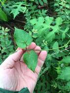 Image de Matelea carolinensis (Jacq.) R. E. Woodson