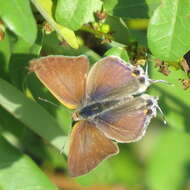 Imagem de Hypolycaena philippus philippus