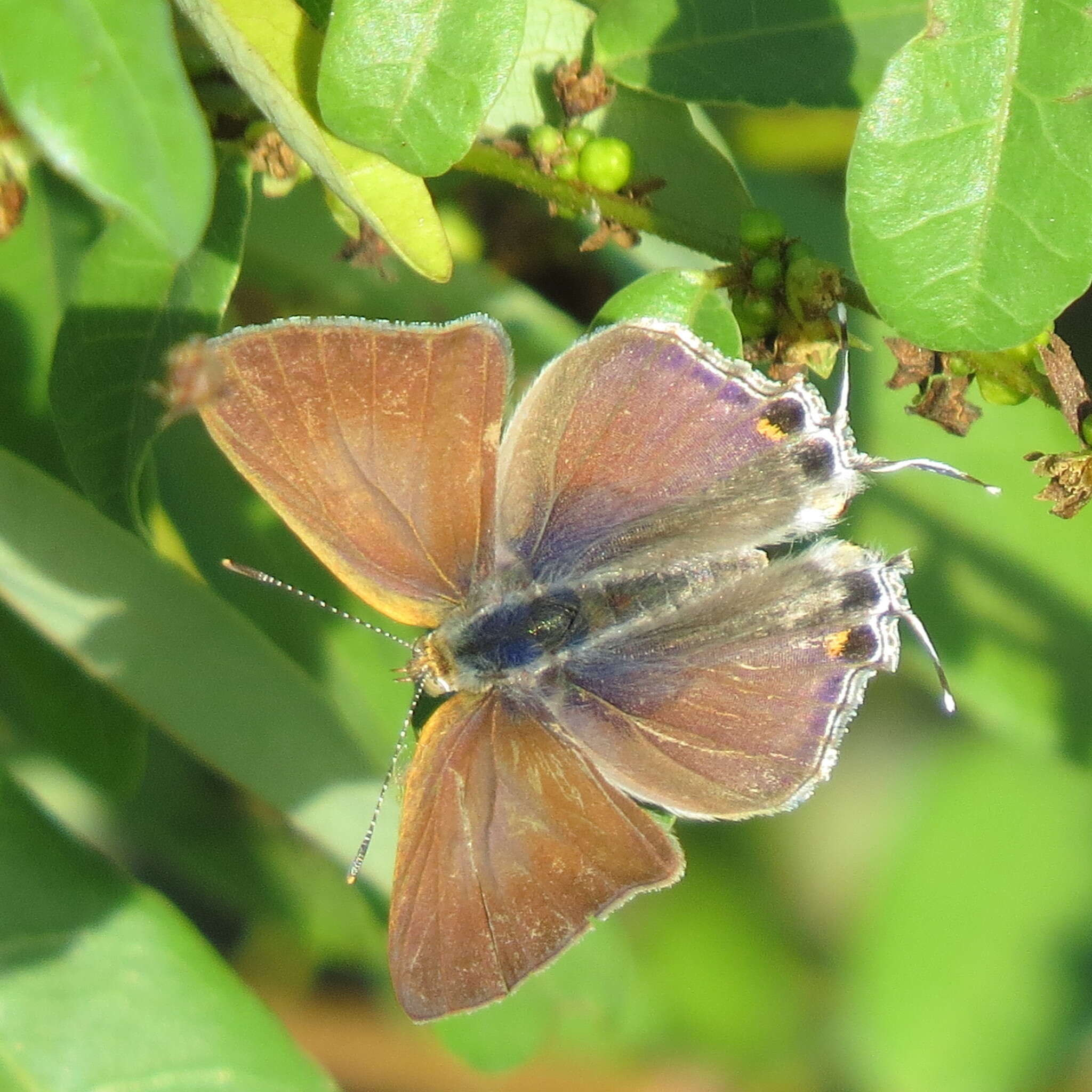 Imagem de Hypolycaena philippus philippus