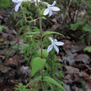 Image of Carlowrightia mcvaughii T. F. Daniel