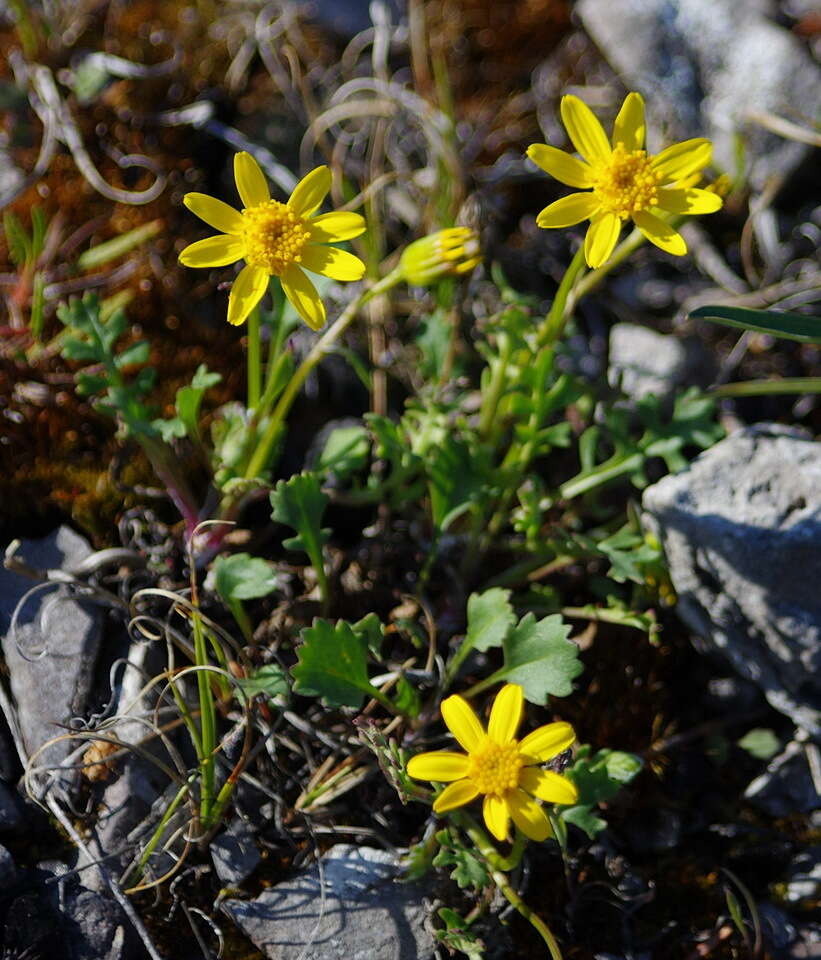 Image of northern groundsel