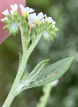 Image of Euploca ovalifolia (Forsk.) Diane & Hilger