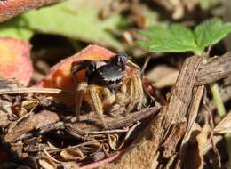 Image of Habronattus captiosus (Gertsch 1934)