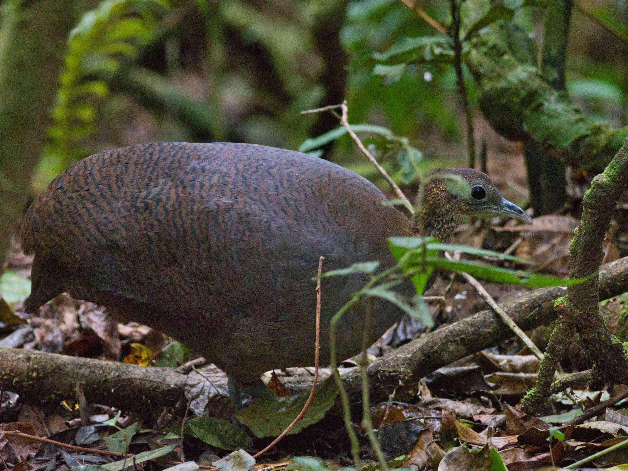 Image of Solitary Tinamou