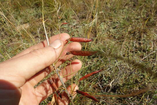 Image of Caragana buriatica Peschkova