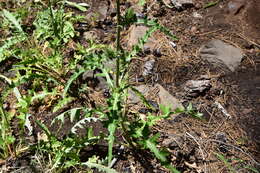 Imagem de Cirsium andersonii (A. Gray) Petr.