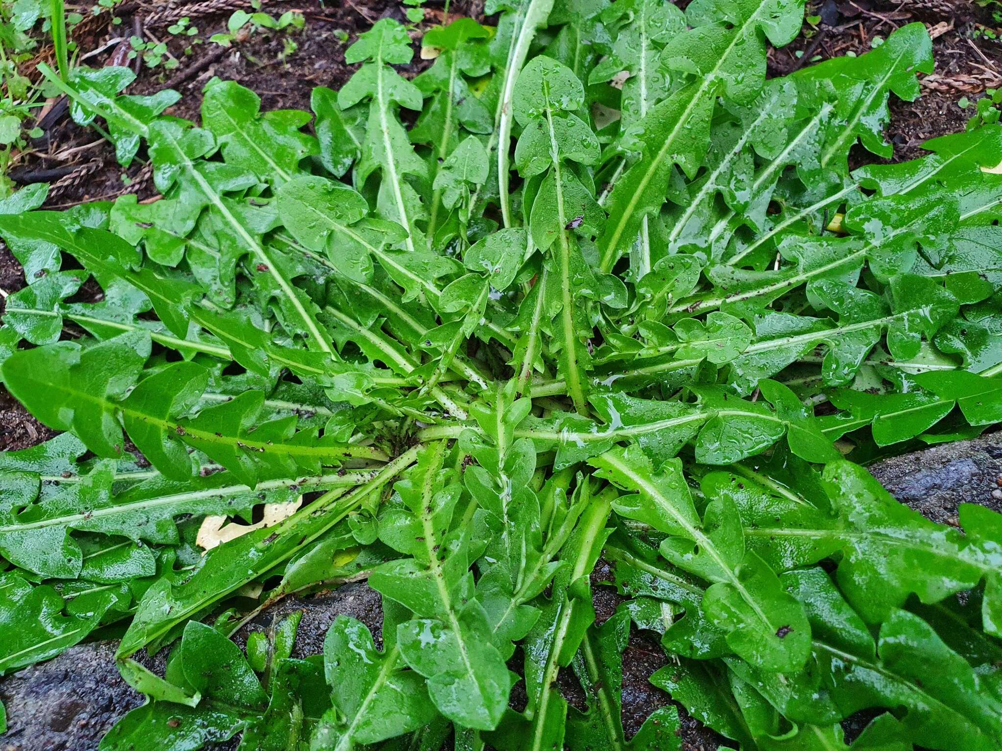 Image of Taraxacum formosanum Kitam.