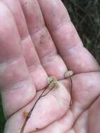 Image of Marasmius wettsteinii Sacc. & P. Syd. 1899