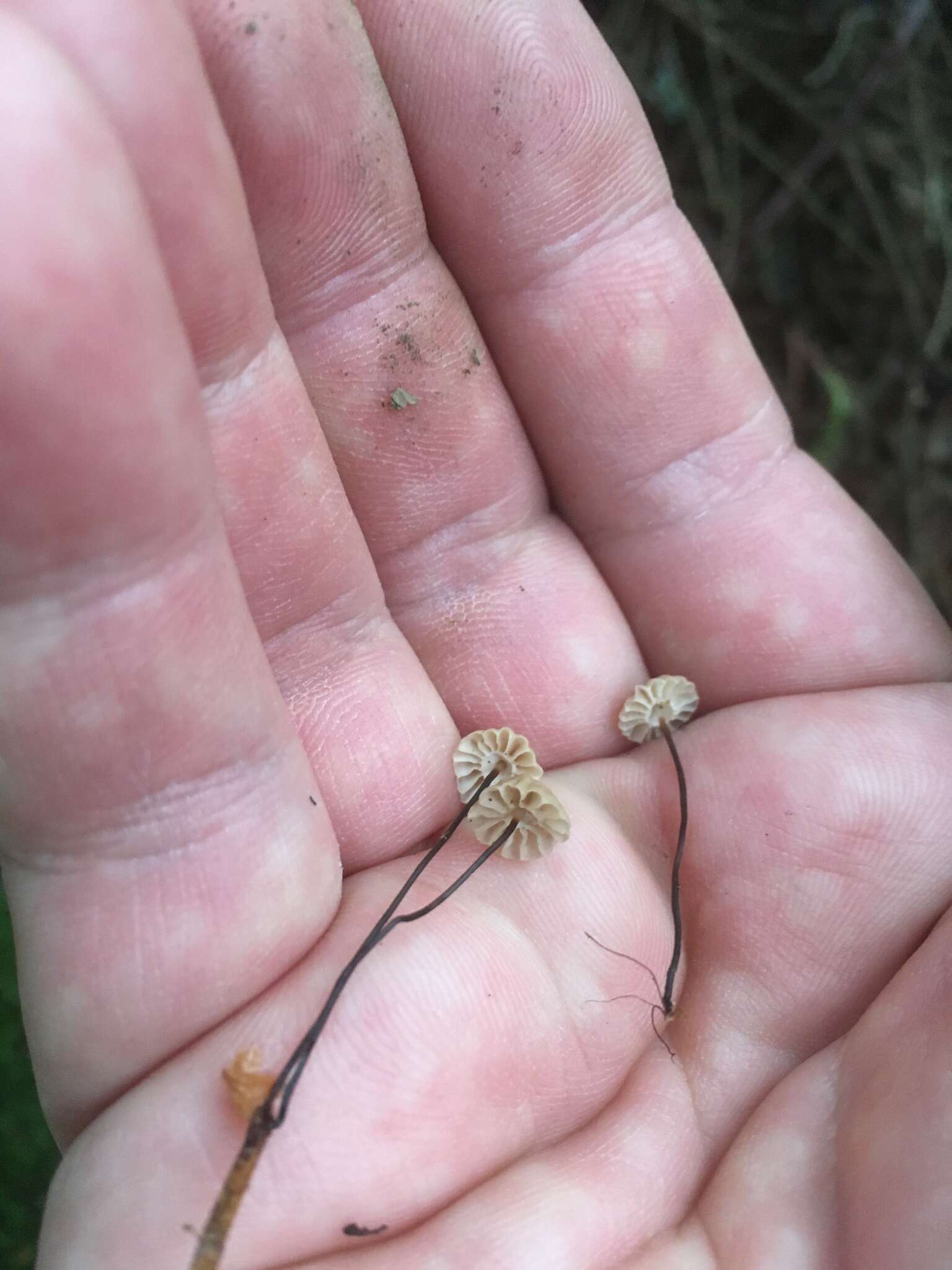 Imagem de Marasmius wettsteinii Sacc. & P. Syd. 1899