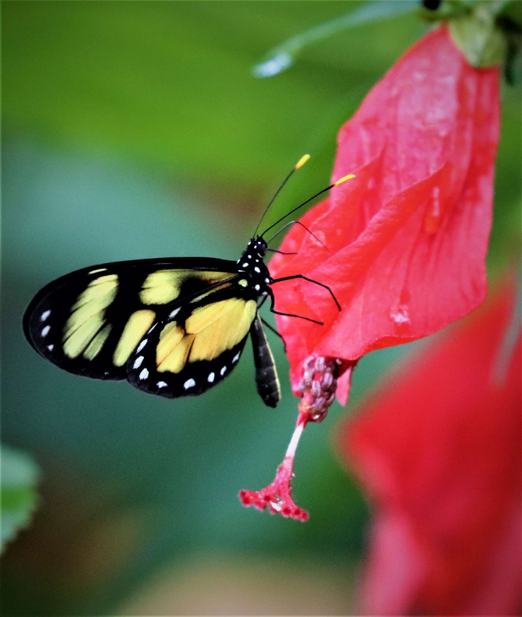 Image of Callithomia lenea Cramer 1782