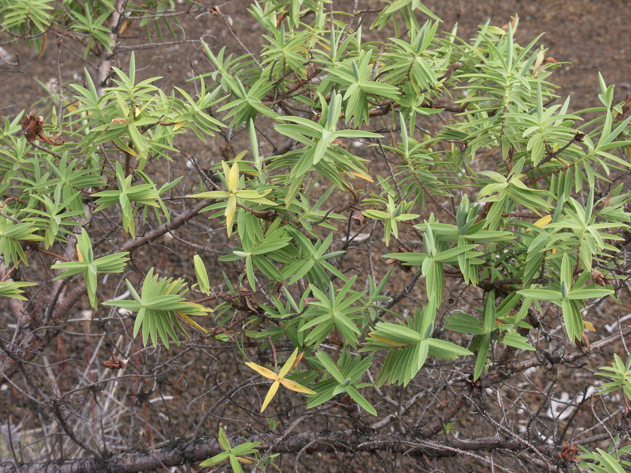 Image de Hypericum lanceolatum Lam.