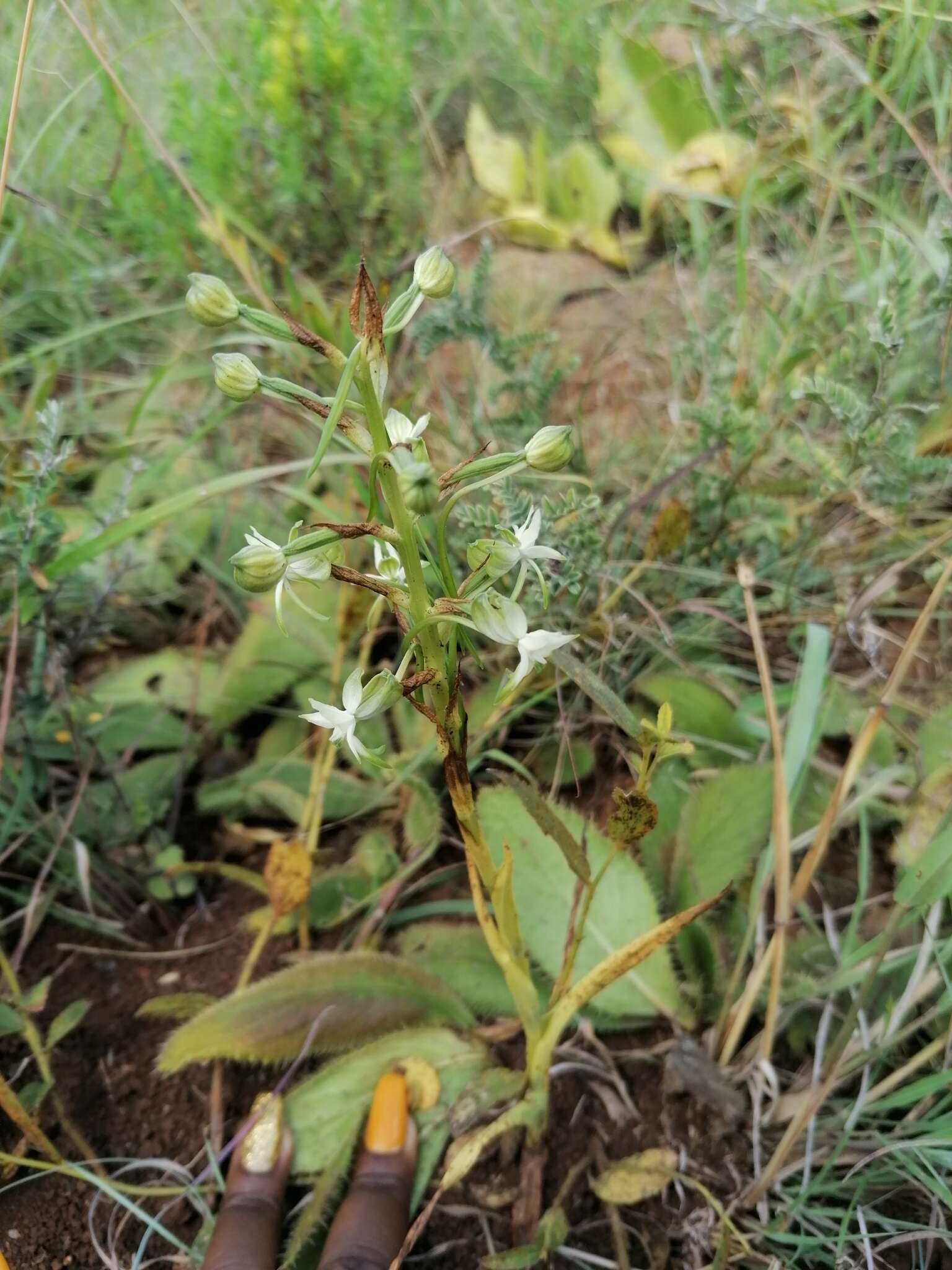 Image of Habenaria caffra Schltr.