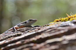 Image of Southern Whiptailed Skink