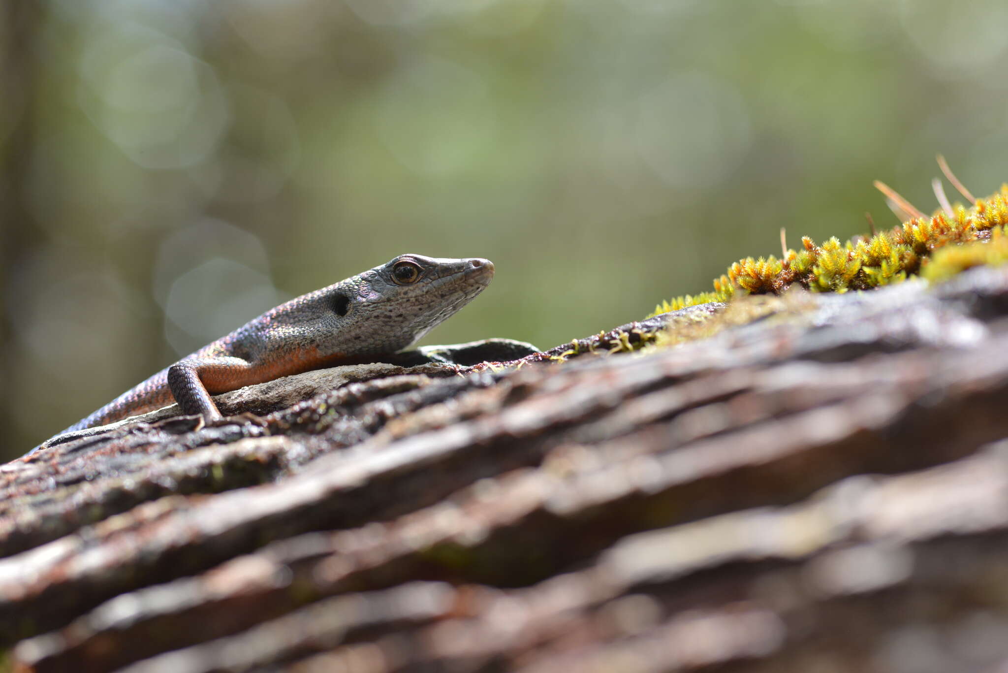 Image of Southern Whiptailed Skink