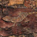 Image of Kampuchea Bow-fingered Gecko