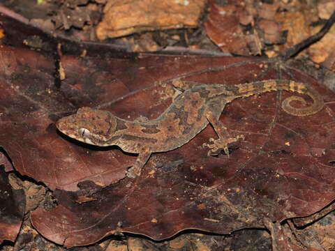 Слика од Cyrtodactylus brevipalmatus (Smith 1923)