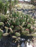 Image of Marble-fruit Prickly-pear Cactus
