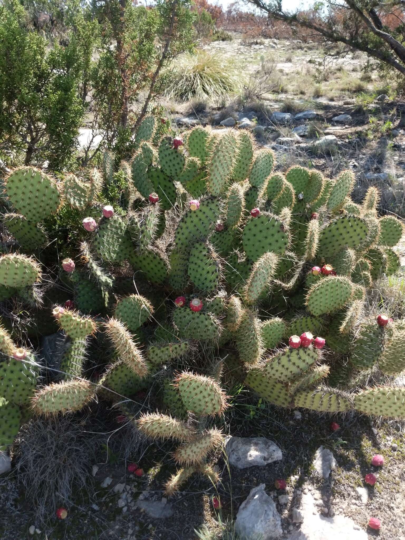 Opuntia strigil Engelm. resmi