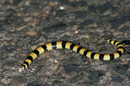 Image of Coastal Burrowing Snake