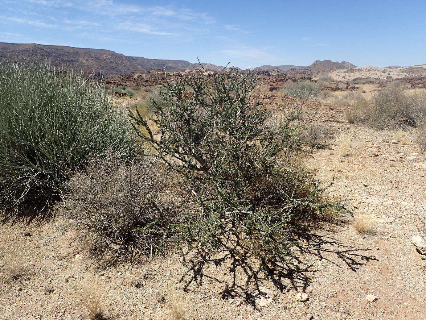 Image of Boscia foetida subsp. foetida