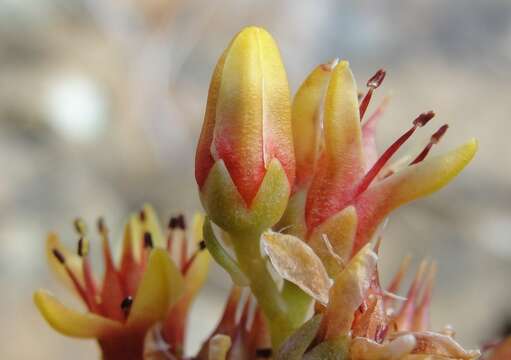 Sedum rubiginosum resmi