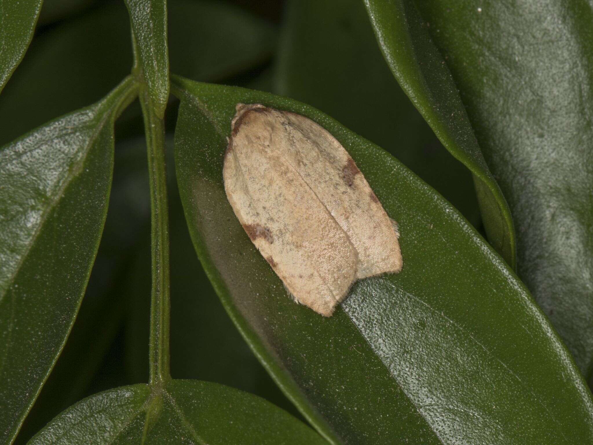 Image of Western Avocado Leafroller Moth