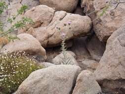 Imagem de Cirsium neomexicanum A. Gray