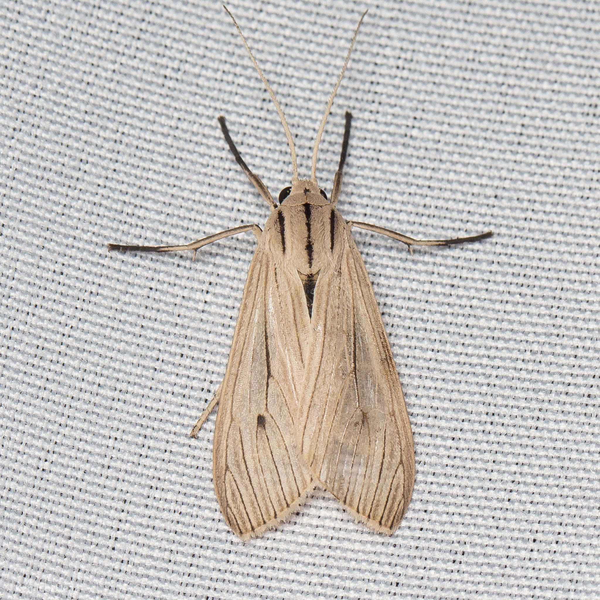 Plancia ëd Agaraea semivitrea Rothschild 1909