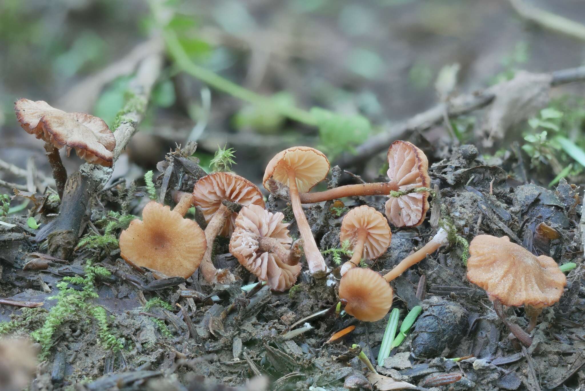 Image of Laccaria ohiensis (Mont.) Singer 1947