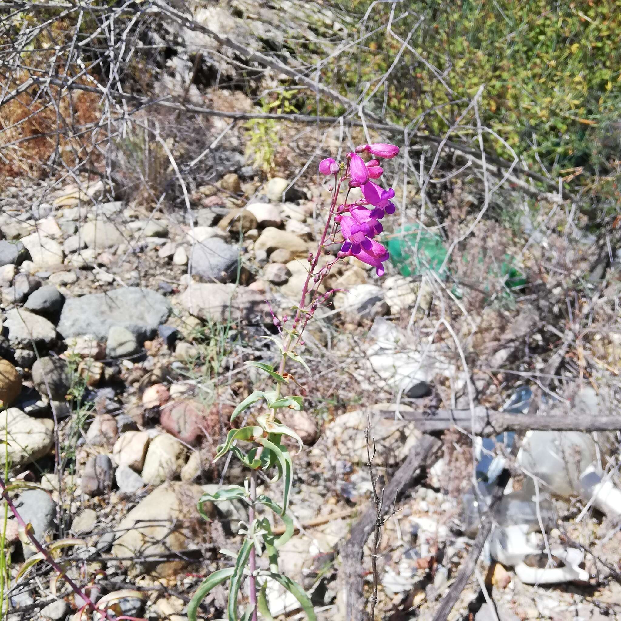 Слика од Penstemon spectabilis var. subinteger (D. D. Keck) C. C. Freeman