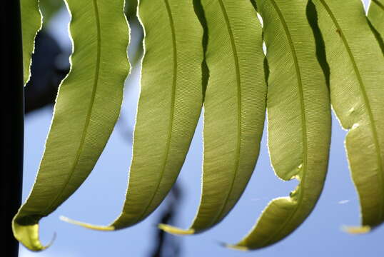 Image of giant vine fern