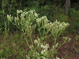 Eupatorium cordigerum (Fern.) Fern.的圖片