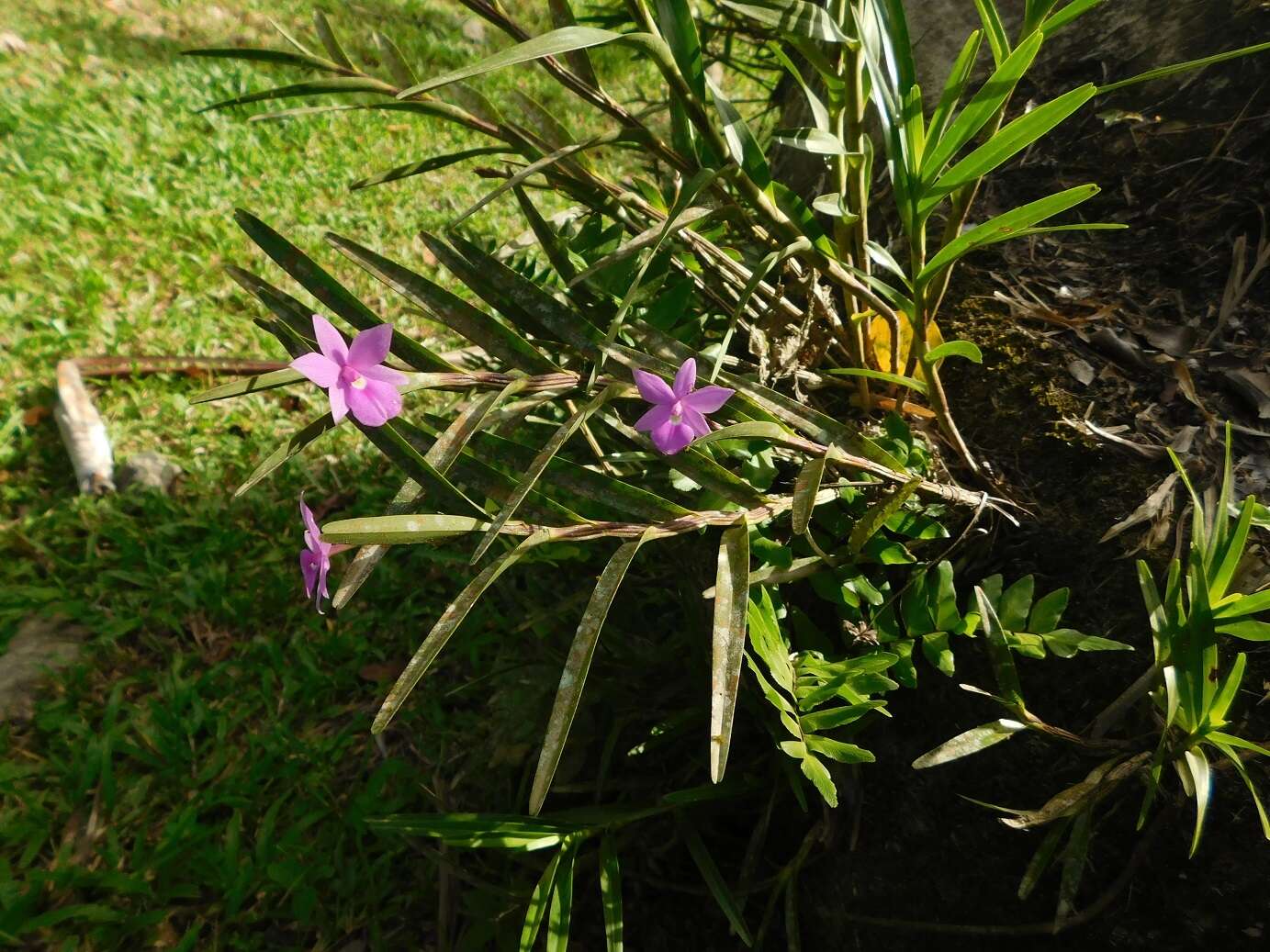 Imagem de Dimerandra emarginata (G. Mey.) Hoehne