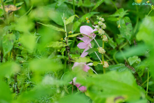 Image of Begonia bulbillifera Link & Otto