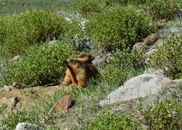 Imagem de Marmota caudata (Geoffroy 1844)