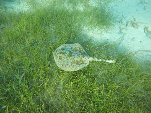 Image of Yellow Stingray