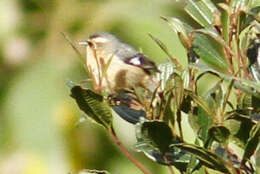 Image of Cinereous Conebill