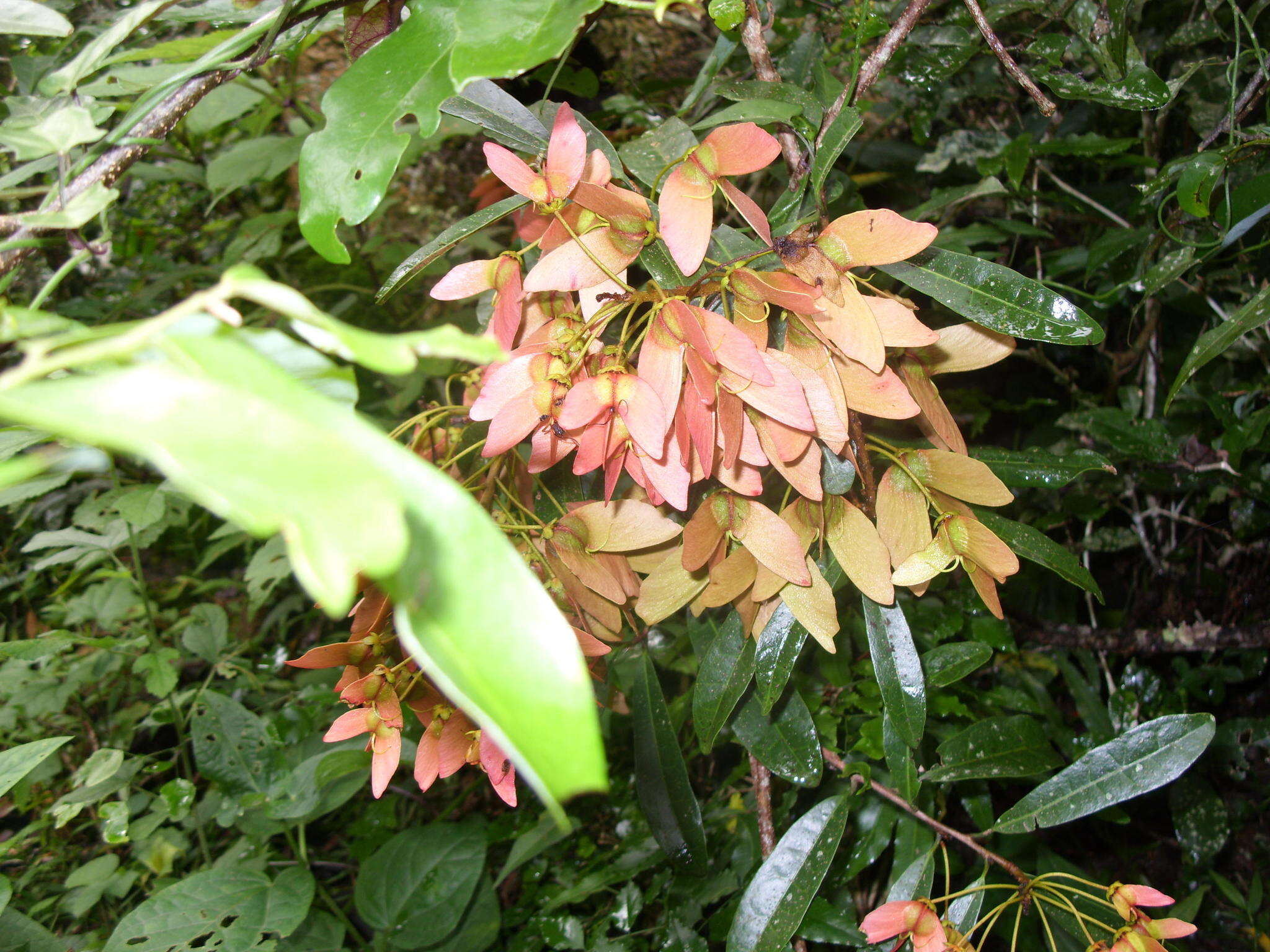 Image of Acridocarpus natalitius var. natalitius