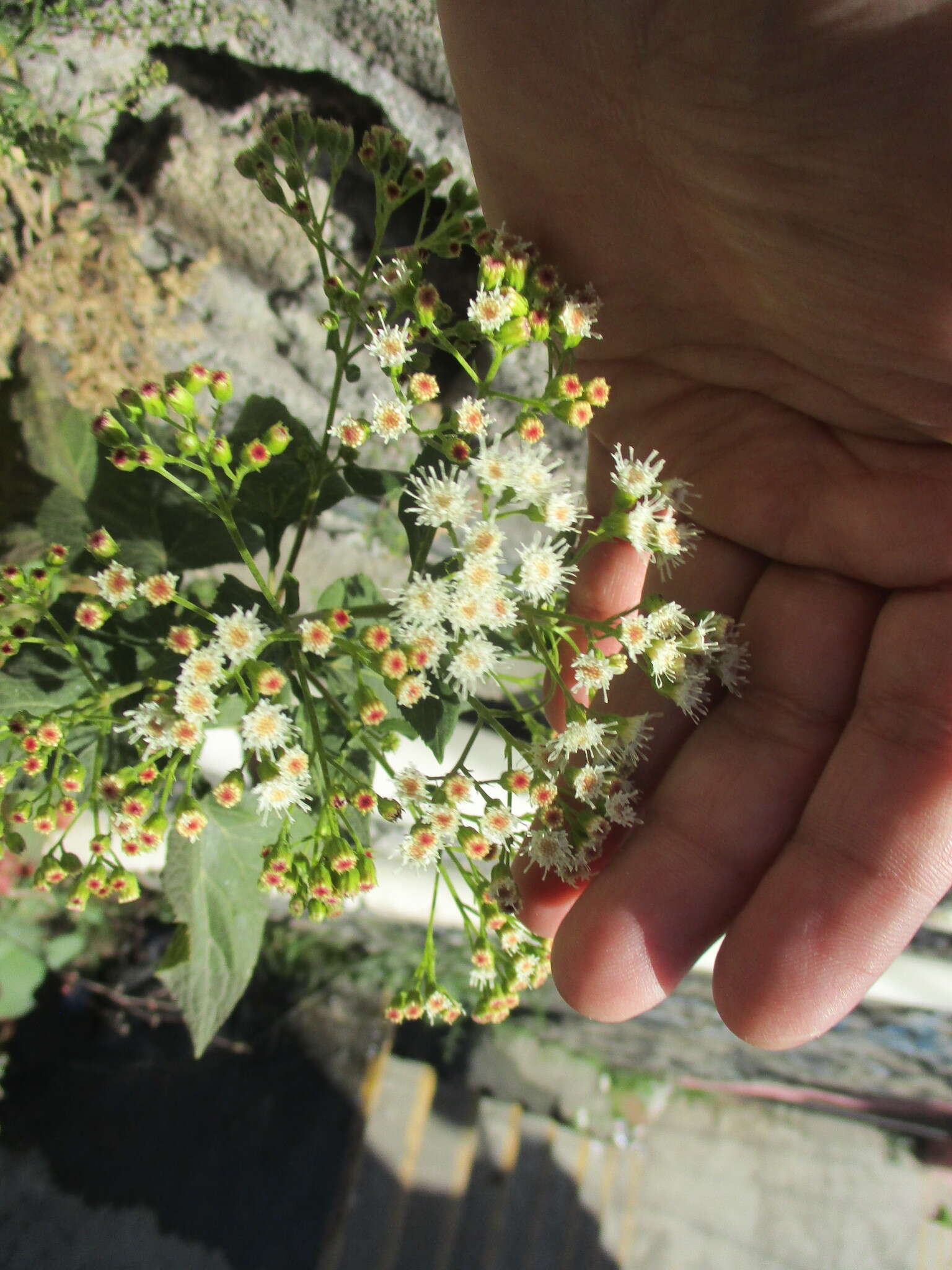 صورة Ageratina petiolaris (Mocino & Sesse ex DC.) R. King & H. Rob.