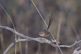 Image of Mallee Emu-wren