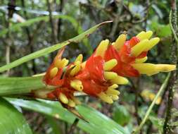 Image of Guzmania donnellsmithii Mez ex Donn. Sm.