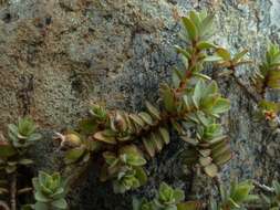 Image of Pimelea prostrata subsp. prostrata