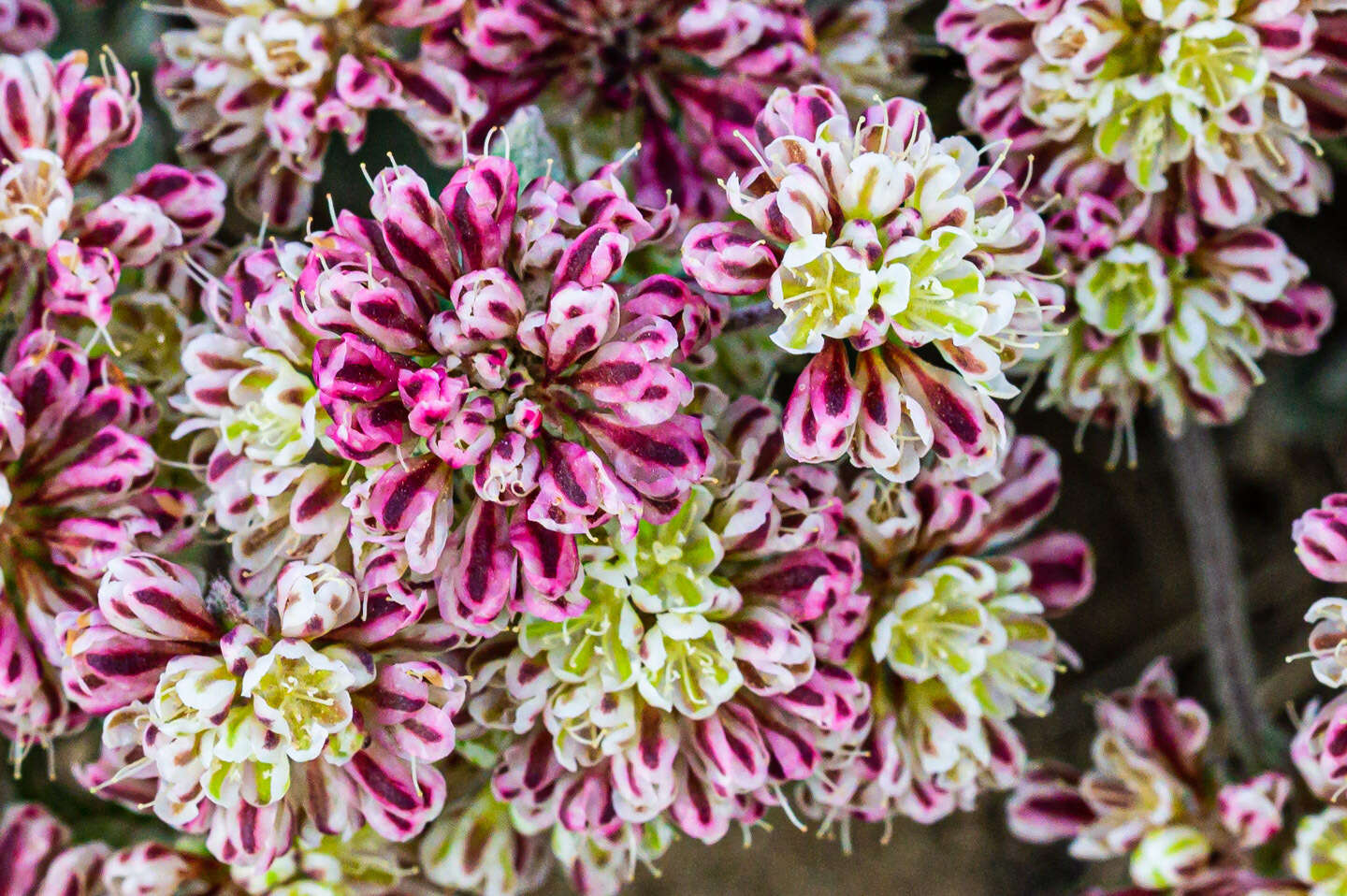 Image of sulphur-flower buckwheat