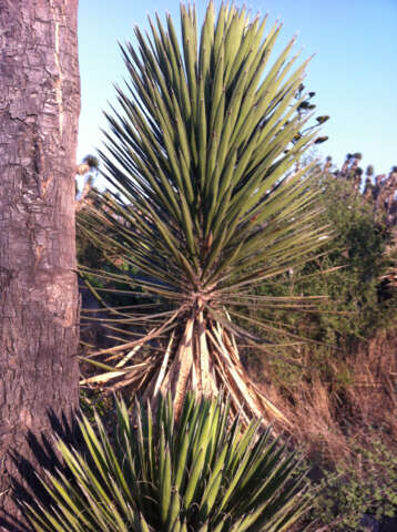 Image of Palma China yucca